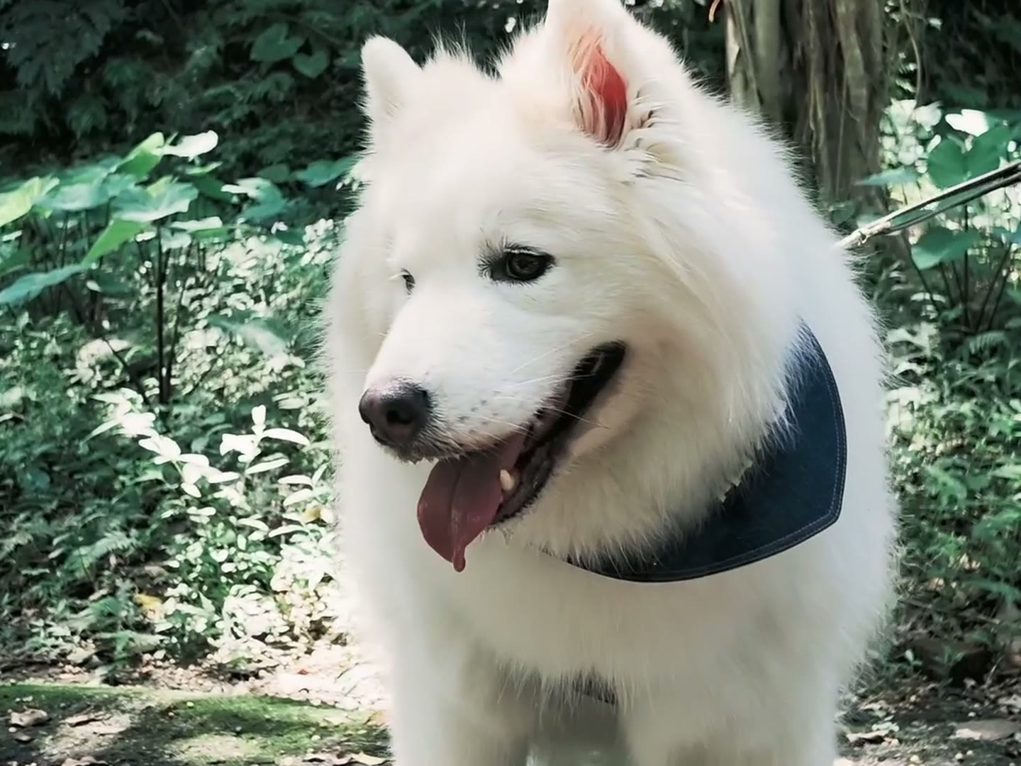 狗狗在清晨的綠蔭步道散步