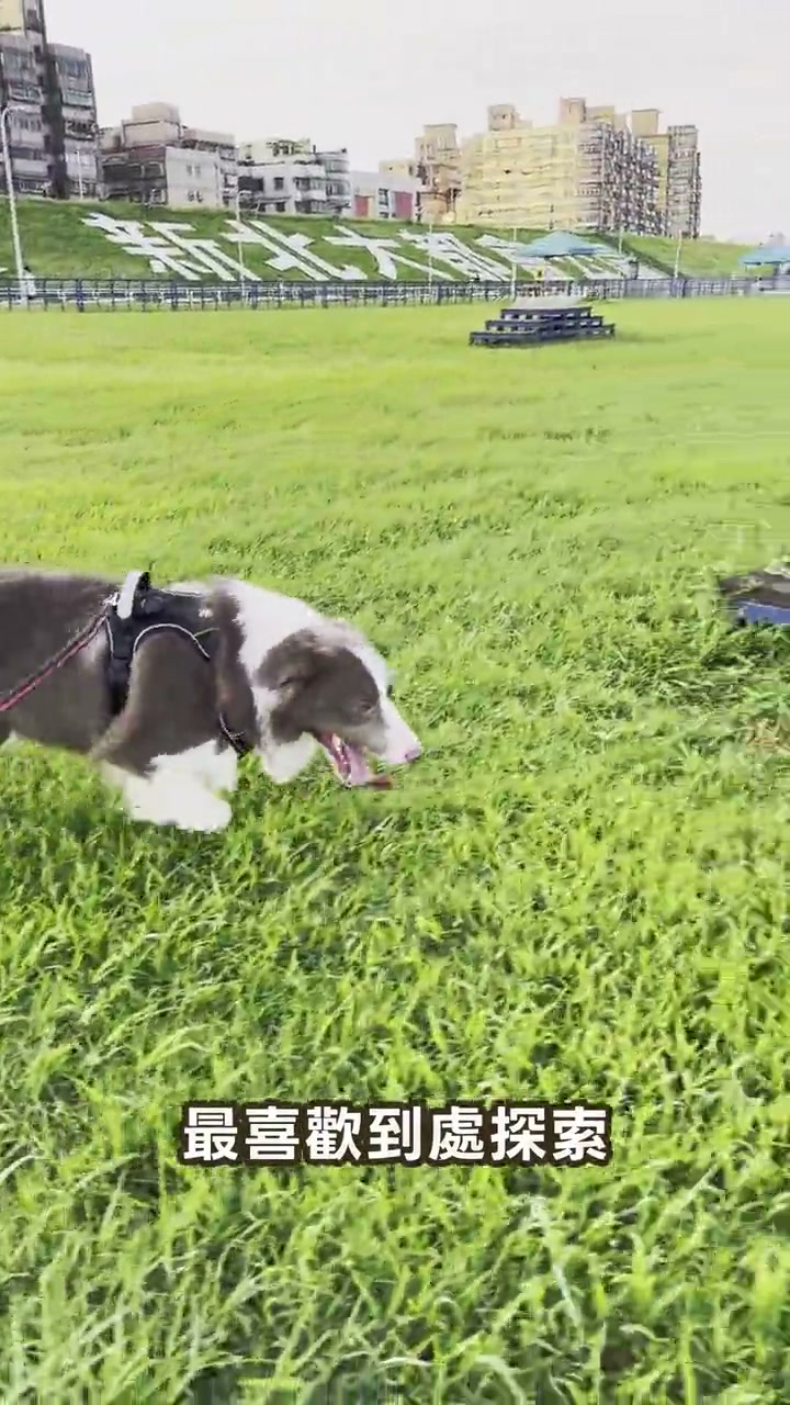 晨光公園活動紀錄在蘆堤寵物公園的活動影片封面